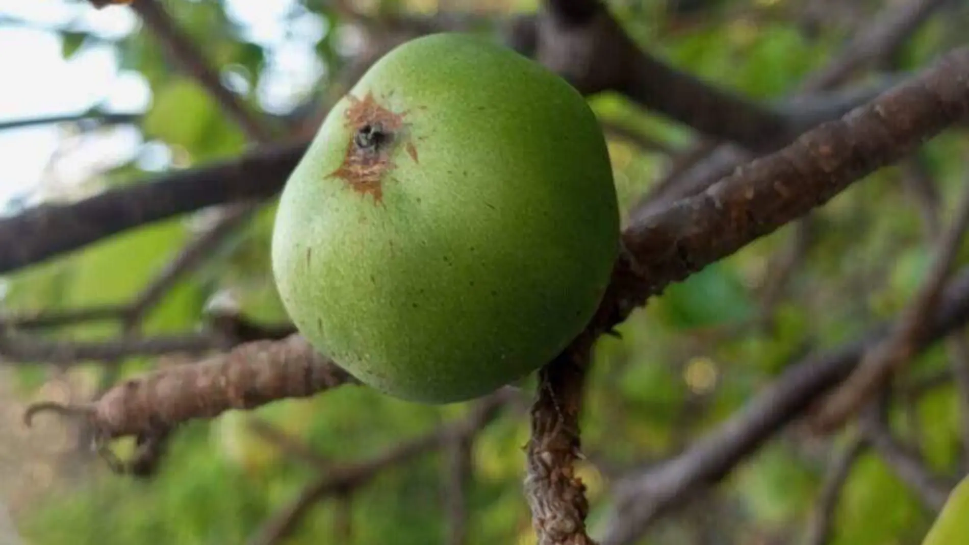 El fruto del árbol manzanillo es venenoso